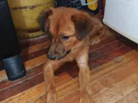 Cachorro raça SRD-ViraLata idade 2 a 6 meses nome RAYANA FERREIRA LIMA