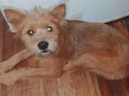 Cachorro raça SRD-ViraLata idade 7 a 11 meses nome RAYANA FERREIRA LIMA