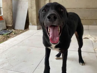 Cachorro raça SRD-ViraLata idade 7 a 11 meses nome Pandora 