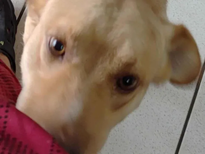 Cachorro raça SRD-ViraLata idade 2 anos nome Demos um nome temporário Toby 