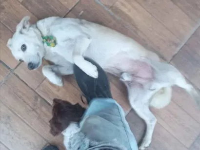 Cachorro raça SRD-ViraLata idade 6 ou mais anos nome Totó