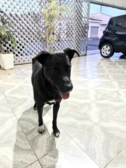 Cachorro raça SRD-ViraLata idade 1 ano nome Desconhecido 