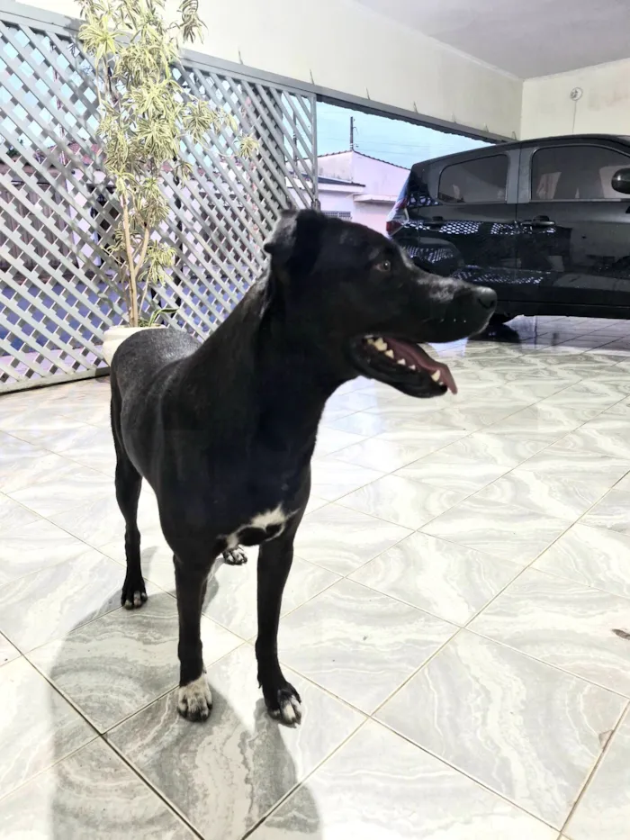 Cachorro raça SRD-ViraLata idade 1 ano nome Desconhecido 