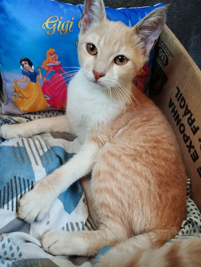 Gato raça SRD-ViraLata idade 2 a 6 meses nome Pudim 