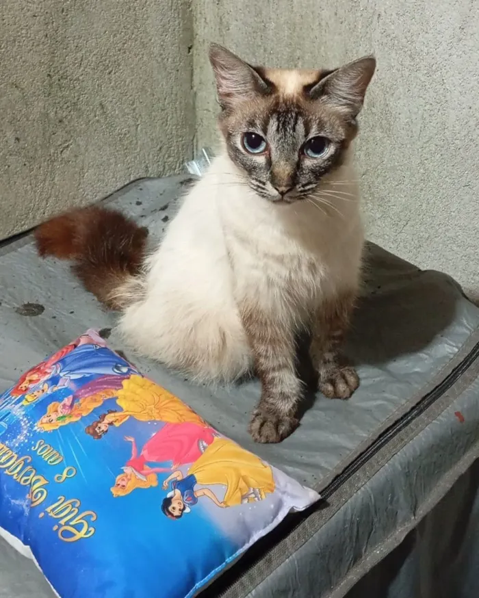 Gato raça SRD-ViraLata idade 2 a 6 meses nome Pudim 