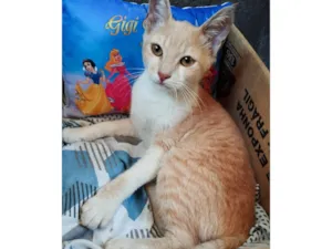 Gato raça SRD-ViraLata idade 2 a 6 meses nome Pudim 