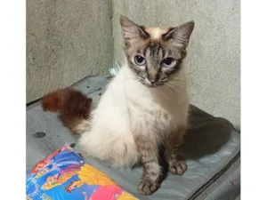 Gato raça SRD-ViraLata idade 7 a 11 meses nome Sofia 