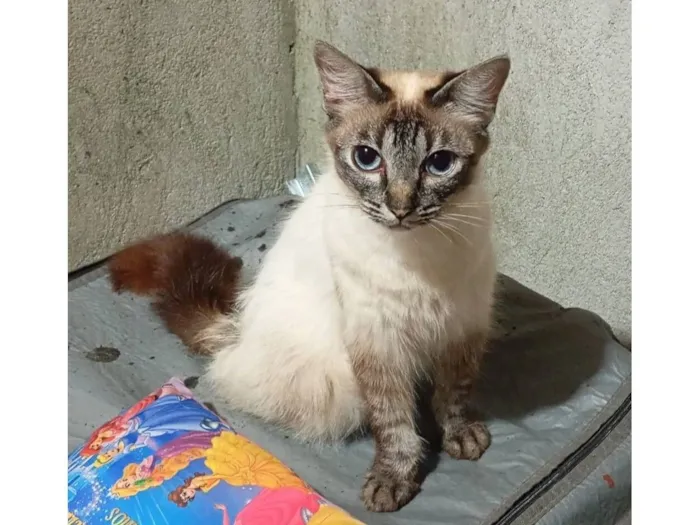 Gato raça SRD-ViraLata idade 7 a 11 meses nome Sofia 