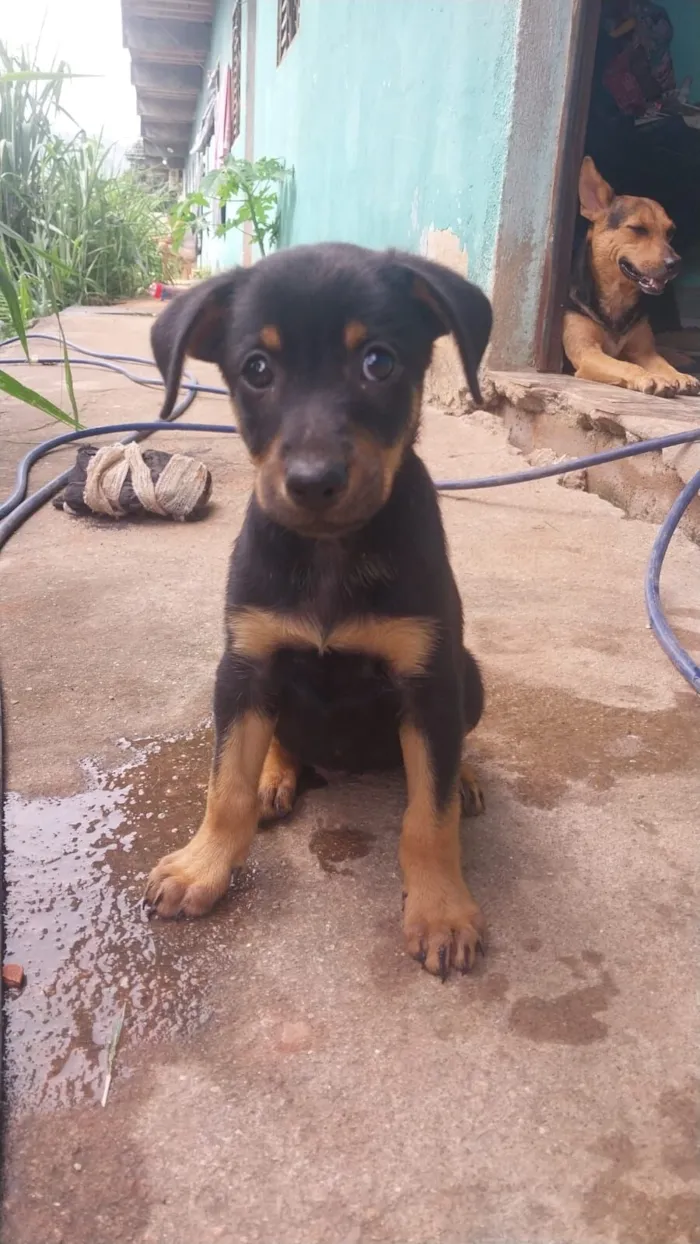 Cachorro raça SRD-ViraLata idade Abaixo de 2 meses nome Luly 