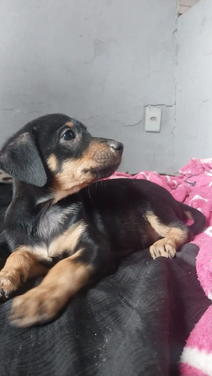Cachorro raça SRD-ViraLata idade Abaixo de 2 meses nome Lila