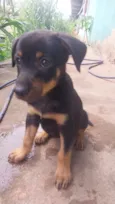 Cachorro raça SRD-ViraLata idade Abaixo de 2 meses nome Lila