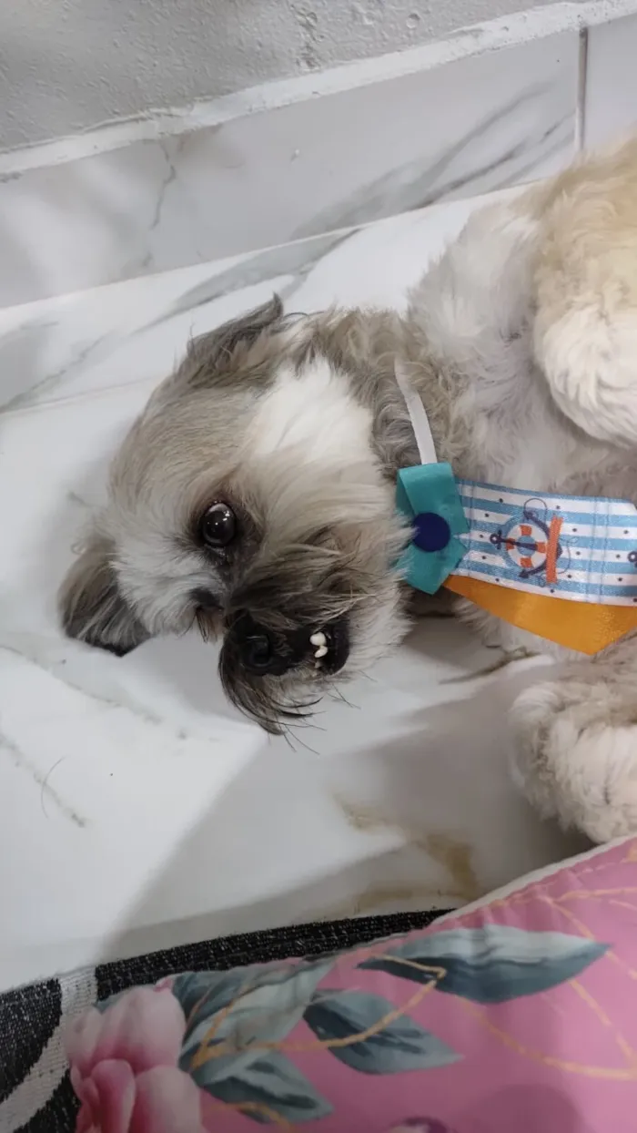 Cachorro raça Lhasa Apso idade 5 anos nome Marley