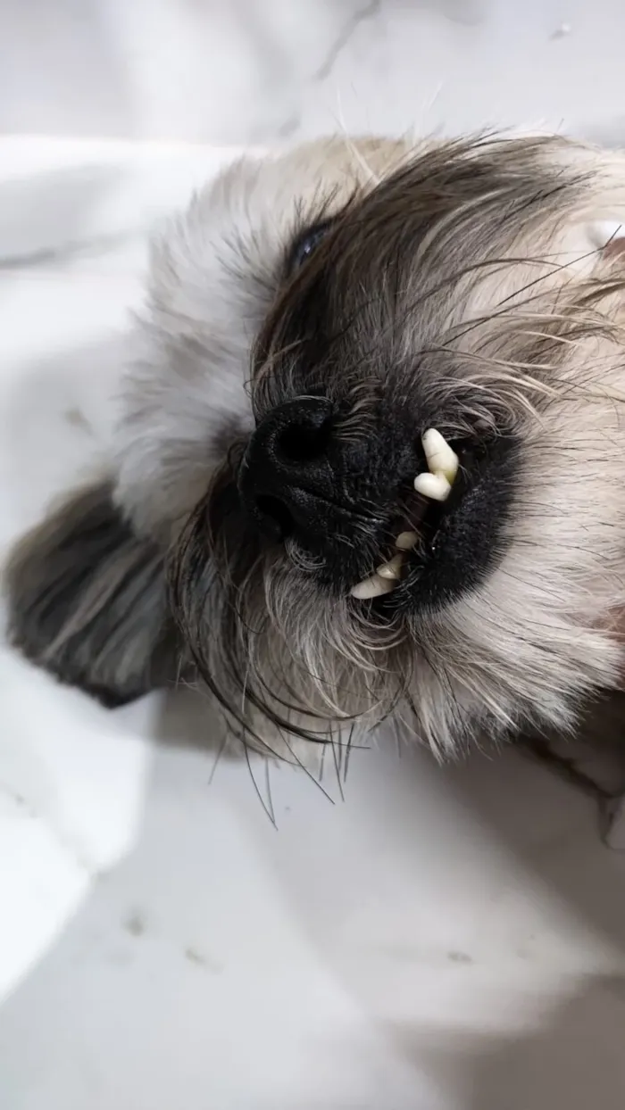 Cachorro raça Lhasa Apso idade 5 anos nome Marley