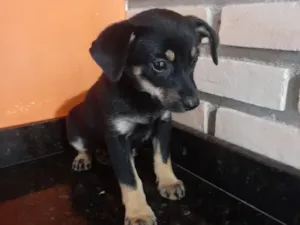 Cachorro raça SRD-ViraLata idade 2 a 6 meses nome Amal 