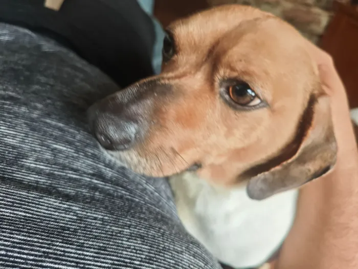 Cachorro raça Basset-Cofap idade 3 anos nome Luke