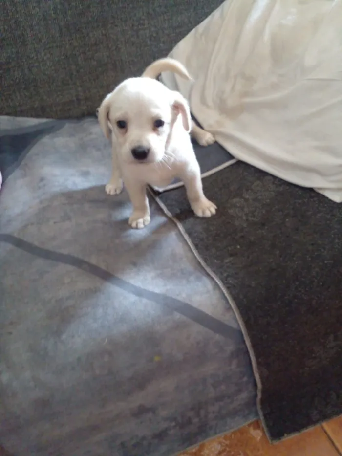 Cachorro raça SRD-ViraLata idade 2 a 6 meses nome Ainda não tem nome