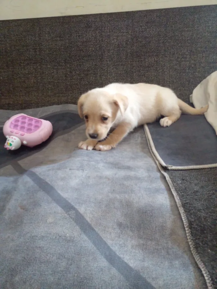 Cachorro raça SRD-ViraLata idade 2 a 6 meses nome Ainda não tem nome