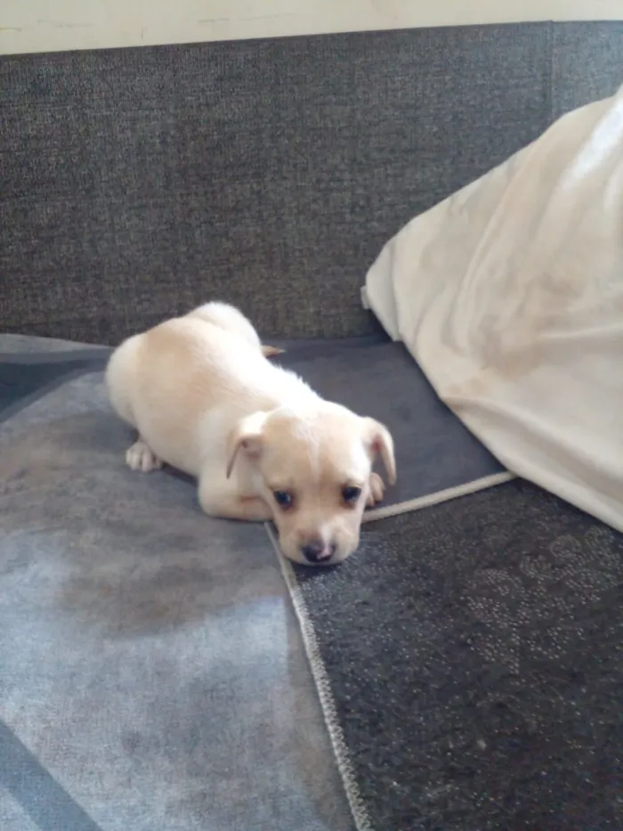 Cachorro raça SRD-ViraLata idade 2 a 6 meses nome Ainda não tem nome