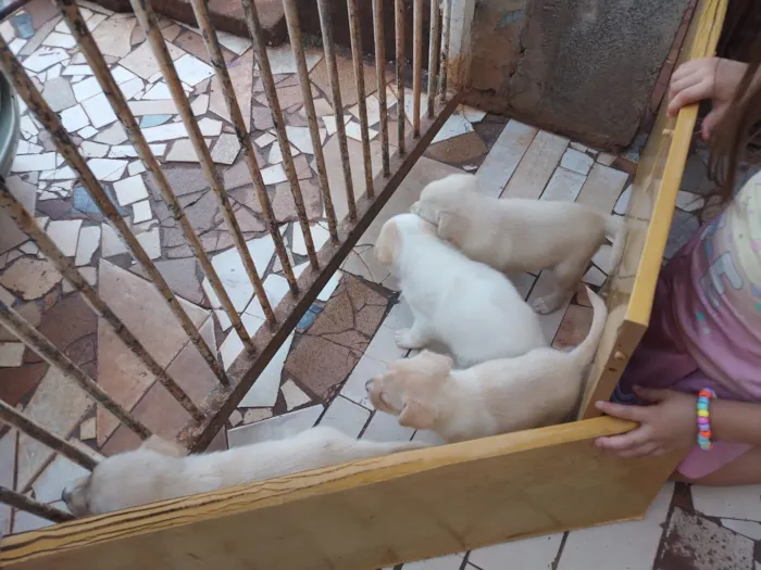 Cachorro raça SRD-ViraLata idade 2 a 6 meses nome Ainda não tem nome