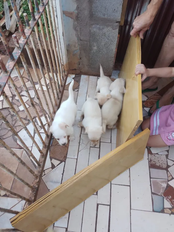 Cachorro raça SRD-ViraLata idade 2 a 6 meses nome Ainda não tem nome