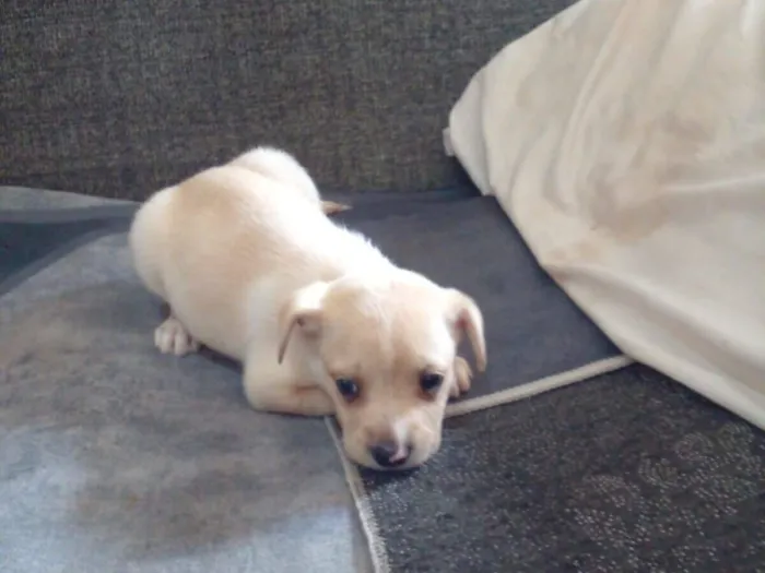 Cachorro raça SRD-ViraLata idade 2 a 6 meses nome Ainda não tem nome