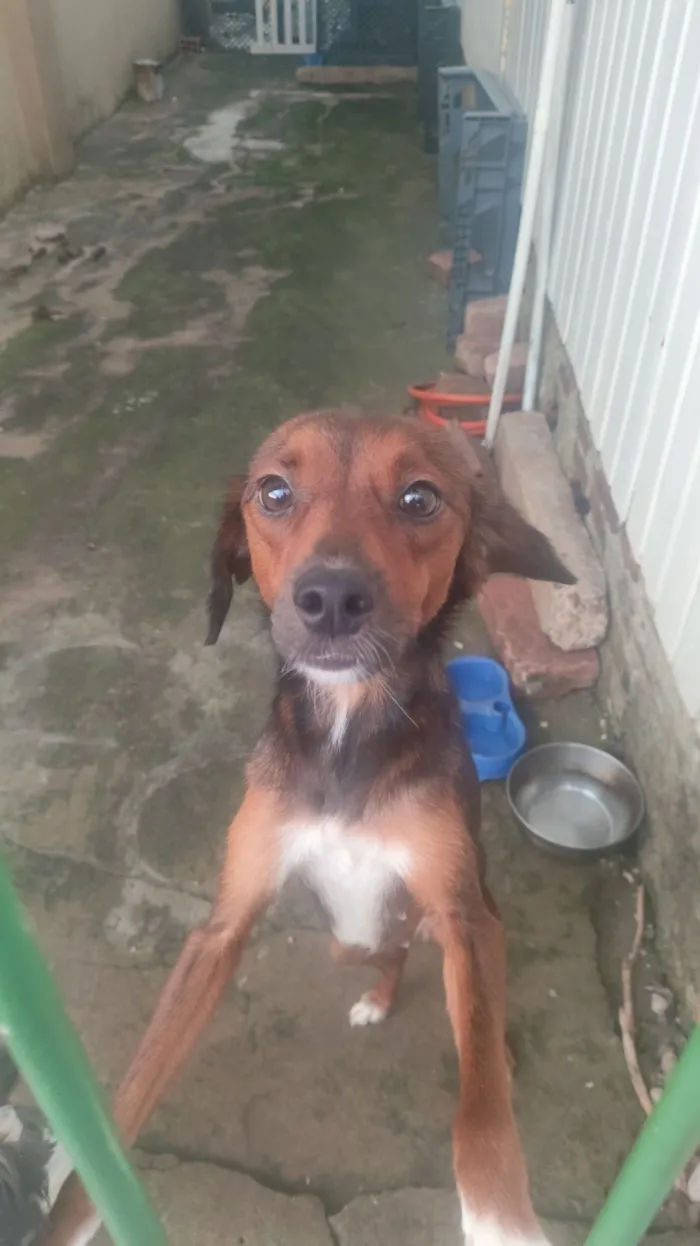 Cachorro raça Pinscher idade 2 anos nome Chiquita 