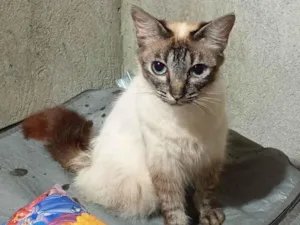 Gato raça SRD-ViraLata idade 2 a 6 meses nome Pudim 