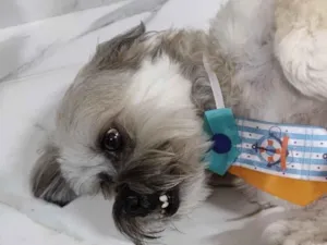 Cachorro raça Lhasa Apso idade 5 anos nome Marley