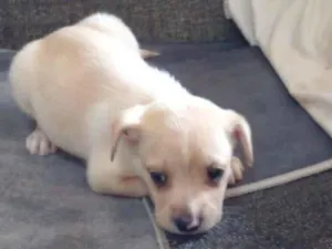 Cachorro raça SRD-ViraLata idade 2 a 6 meses nome Ainda não tem nome