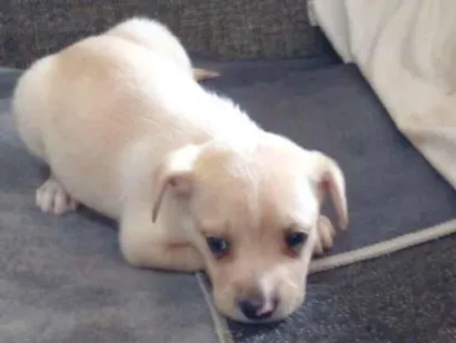 Cachorro raça SRD-ViraLata idade 2 a 6 meses nome Ainda não tem nome