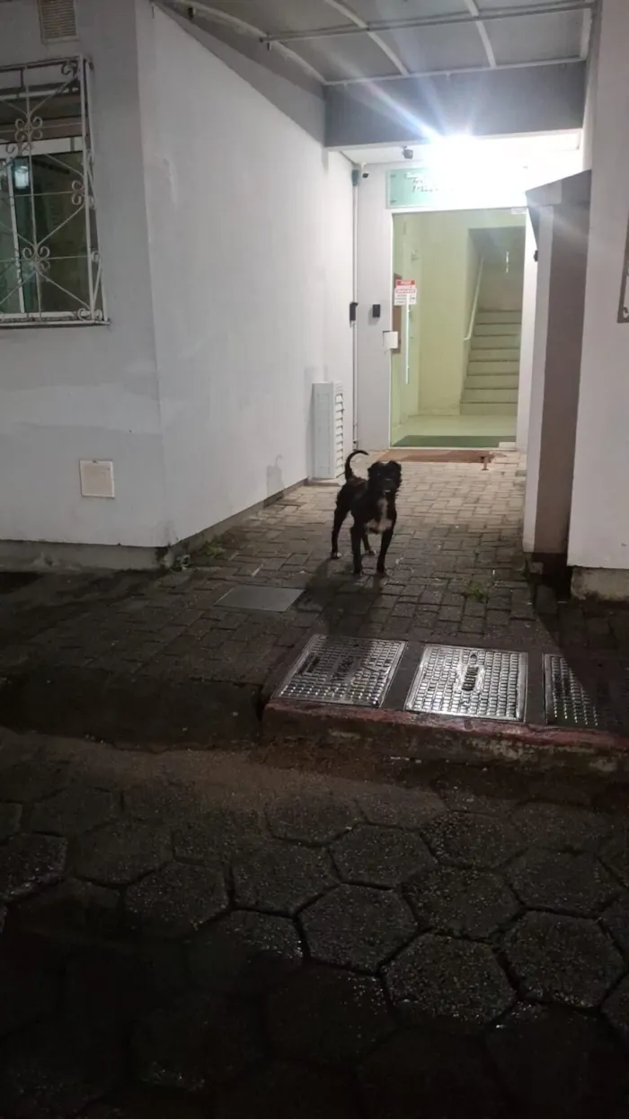 Cachorro raça SRD-ViraLata idade 5 anos nome Colin