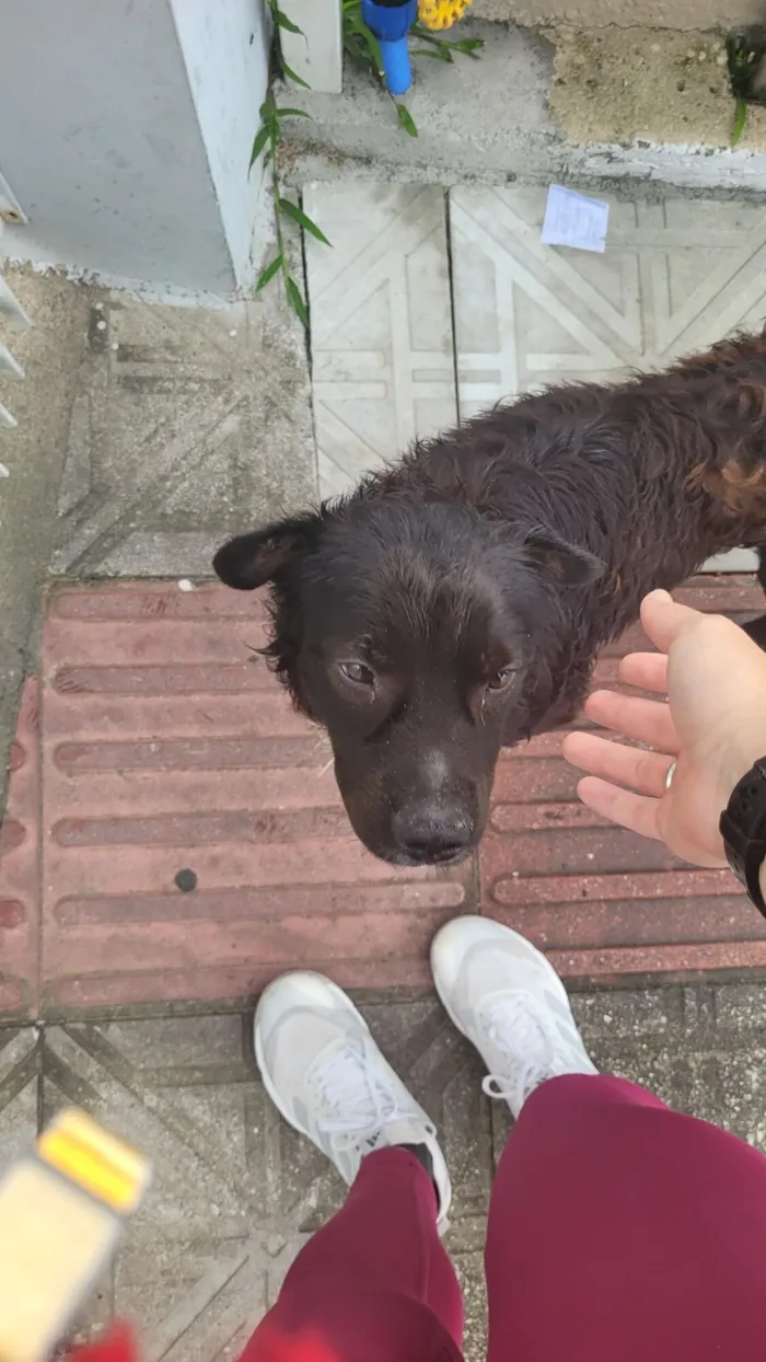 Cachorro raça SRD-ViraLata idade 5 anos nome Colin