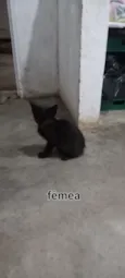 Gatos para adoção 