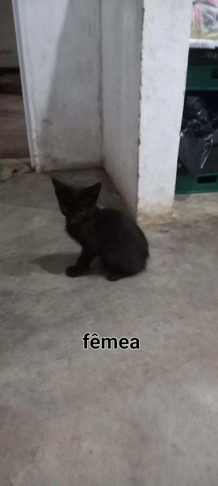 Gato raça SRD-ViraLata idade Abaixo de 2 meses nome Gatos para adoção 