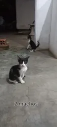 Gatos para adoção 