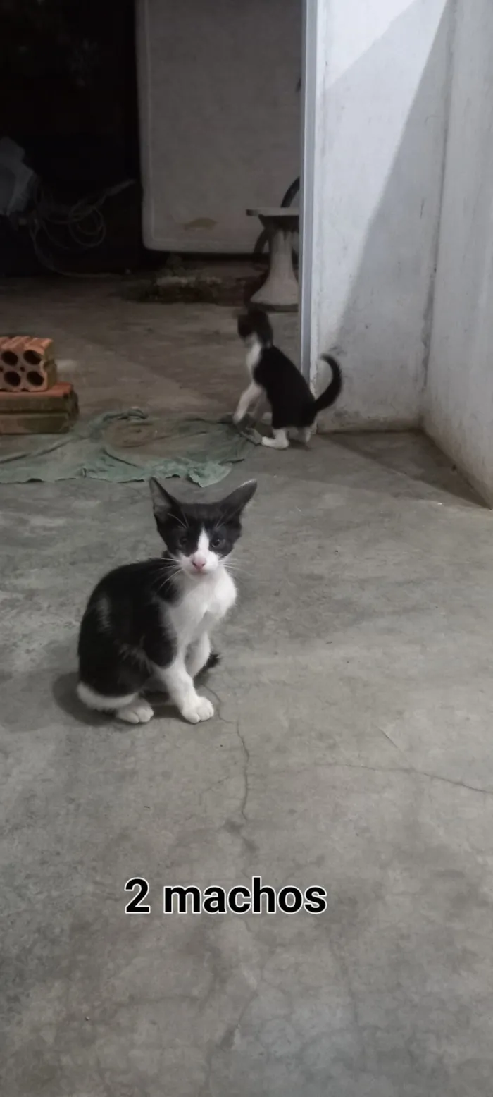 Gato raça SRD-ViraLata idade Abaixo de 2 meses nome Gatos para adoção 