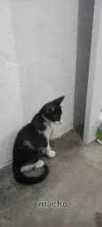 Gatos para adoção 