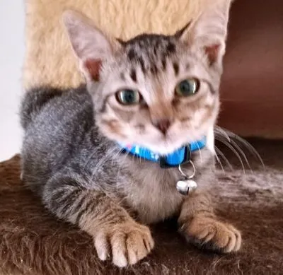 Gato raça SRD-ViraLata idade 2 a 6 meses nome REGIS TIGRE