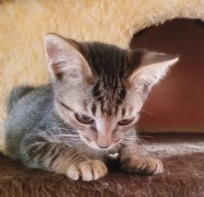 Gato raça SRD-ViraLata idade 2 a 6 meses nome REGIS TIGRE