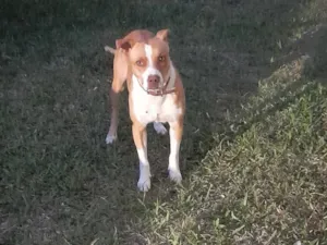 Cachorro raça Pit-Bull idade 1 ano nome Boris