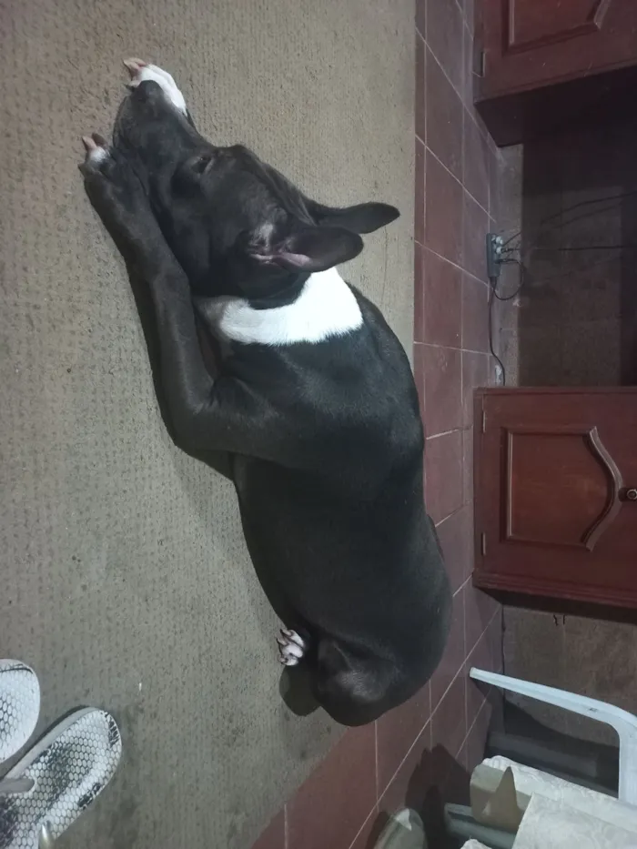 Cachorro raça Pit-Bull idade 4 anos nome Suzy