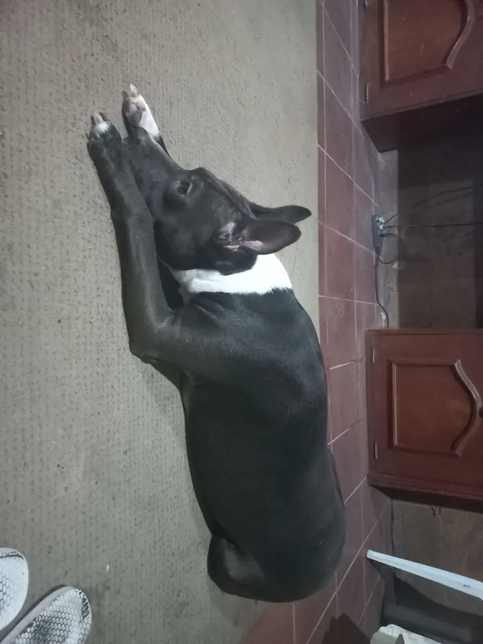 Cachorro raça Pit-Bull idade 4 anos nome Suzy