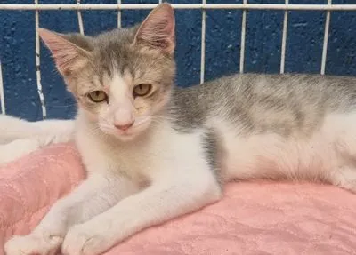 Gato raça SRD-ViraLata idade 2 a 6 meses nome PAULO ZIZI