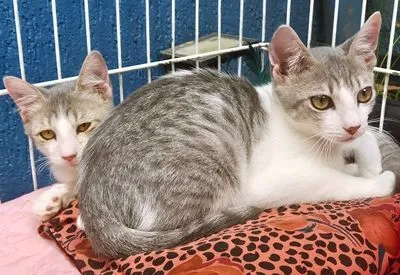 Gato raça SRD-ViraLata idade 2 a 6 meses nome PAULO ZIZI