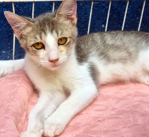 Gato raça SRD-ViraLata idade 2 a 6 meses nome PAULO ZIZI