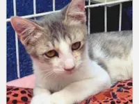 Gato raça SRD-ViraLata idade 2 a 6 meses nome PAULO ZIZI