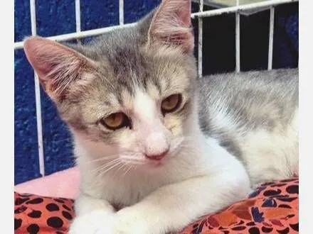 Gato raça SRD-ViraLata idade 2 a 6 meses nome PAULO ZIZI