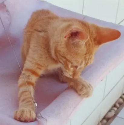 Gato raça SRD-ViraLata idade 2 a 6 meses nome RICO LARANJA