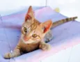 Gato raça SRD-ViraLata idade 2 a 6 meses nome RICO LARANJA