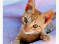 Gato raça SRD-ViraLata idade 2 a 6 meses nome RICO LARANJA